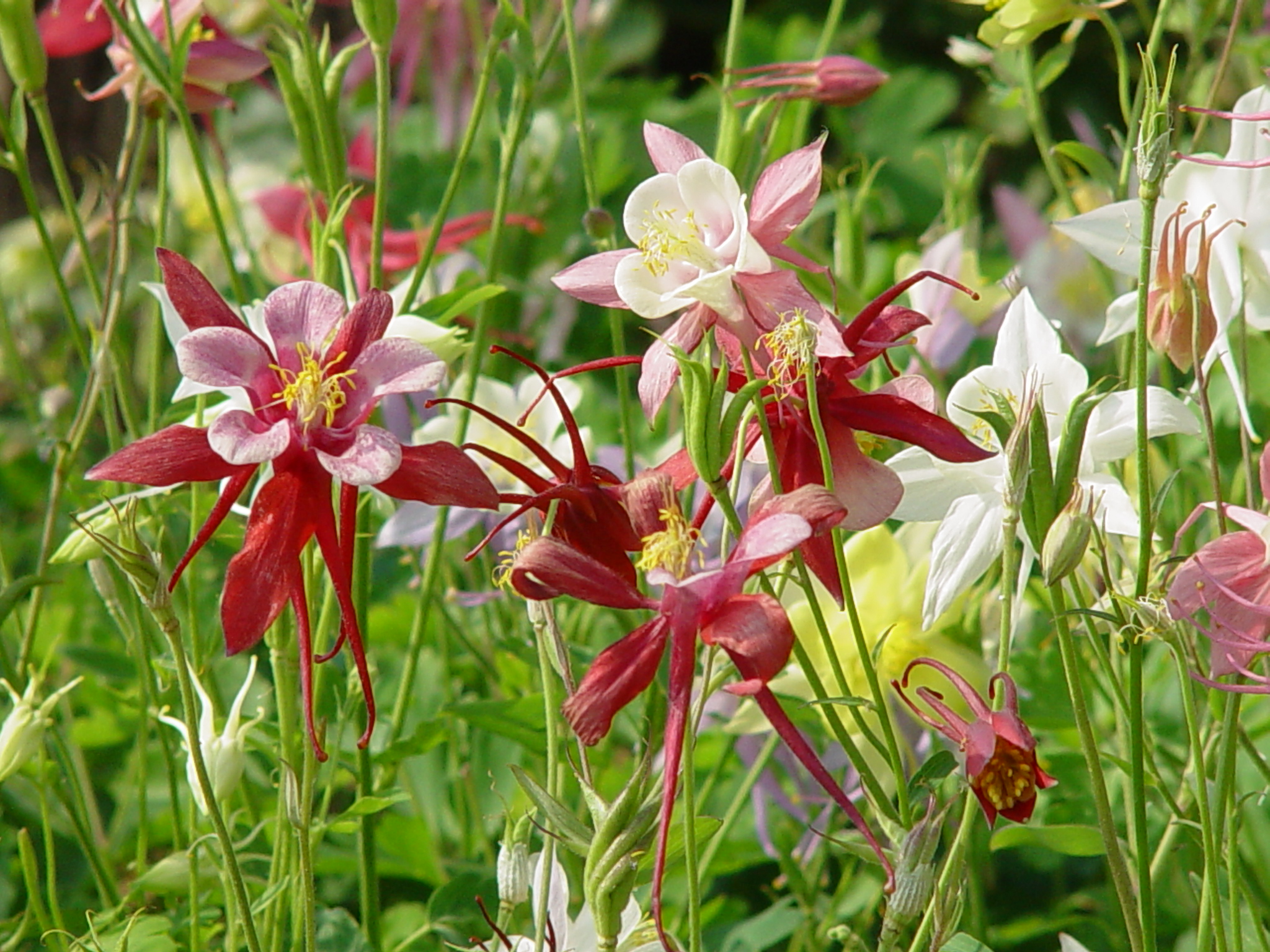 Aquilegia vulgaris 'McKana Hybrids'
